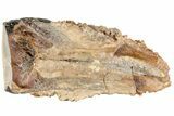 Triceratops Tooth - South Dakota #73881-3